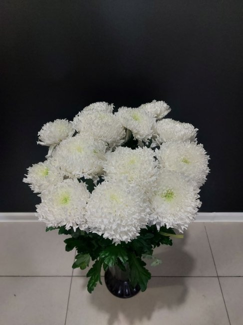 Хризантема одноголовая белая.