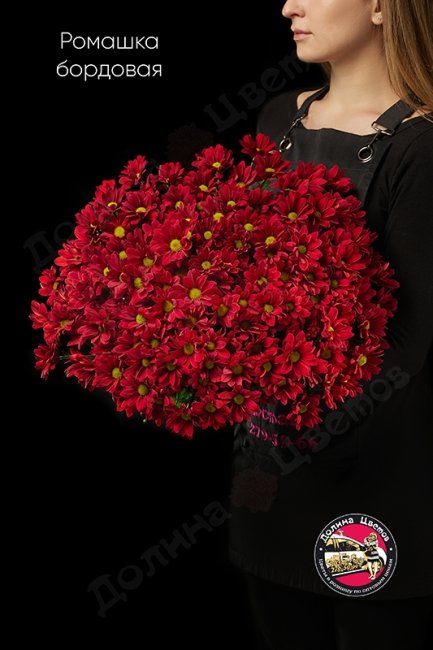 Хризантема кустовая (ромашка) бордовая.