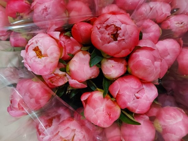 Купить или заказать Пионы в Москве по низкой цене