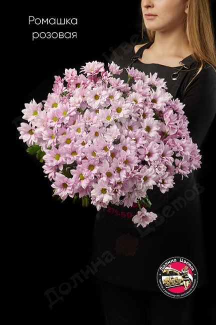Хризантема кустовая (ромашка) розовая.