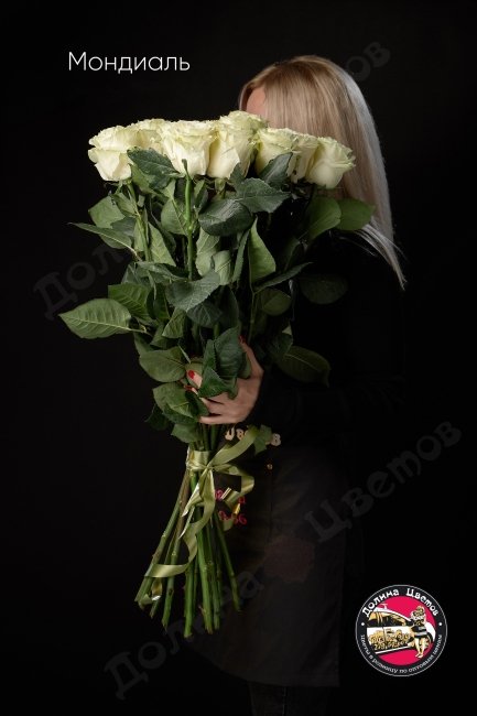 Розы Мондиаль  (высота  90см)