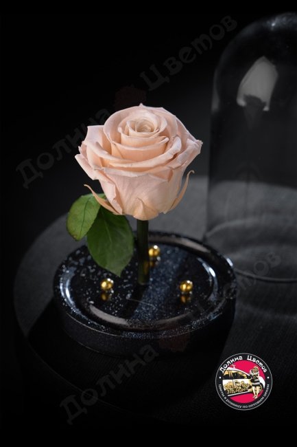 Роза в колбе сиреневая