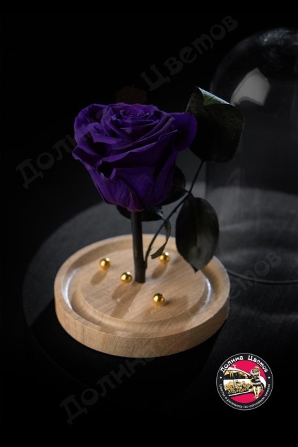 Роза в колбе фиолетовая