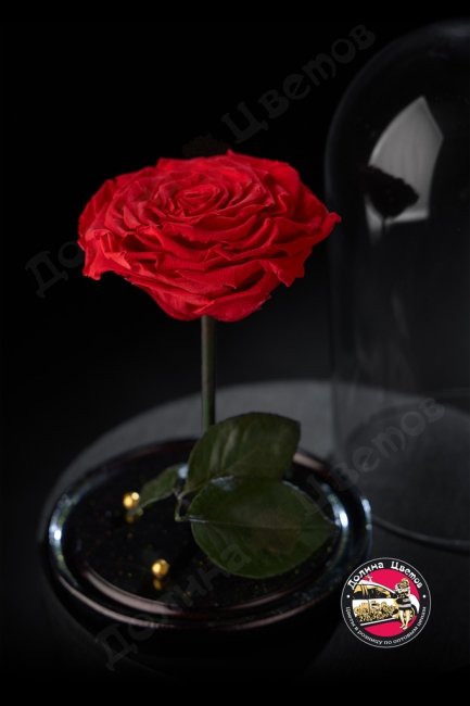 Роза в колбе красная ПРЕМИУМ