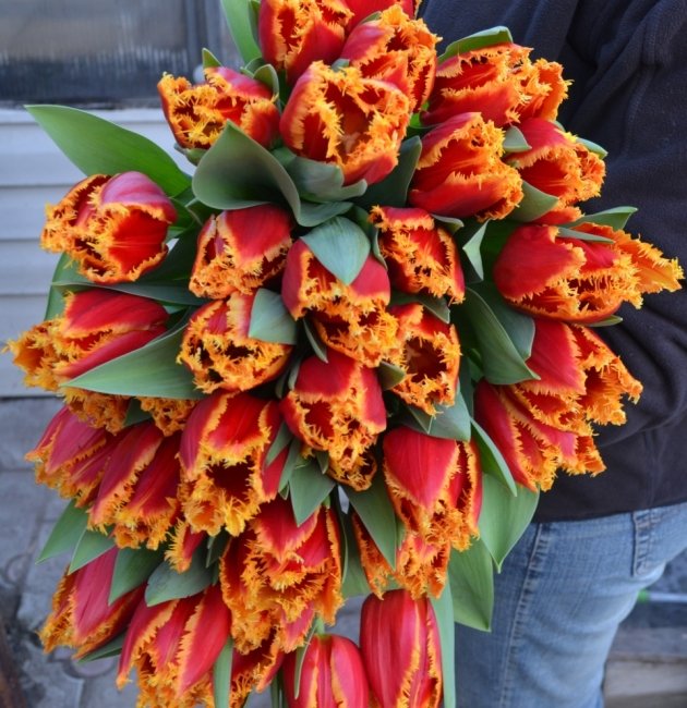 Букет из 75 тюльпанов. красный с желтой бахромой