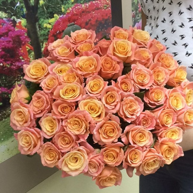 Роза Мисс Пигги (розово-желтая). Букет из 51 розы. Высота 50 см